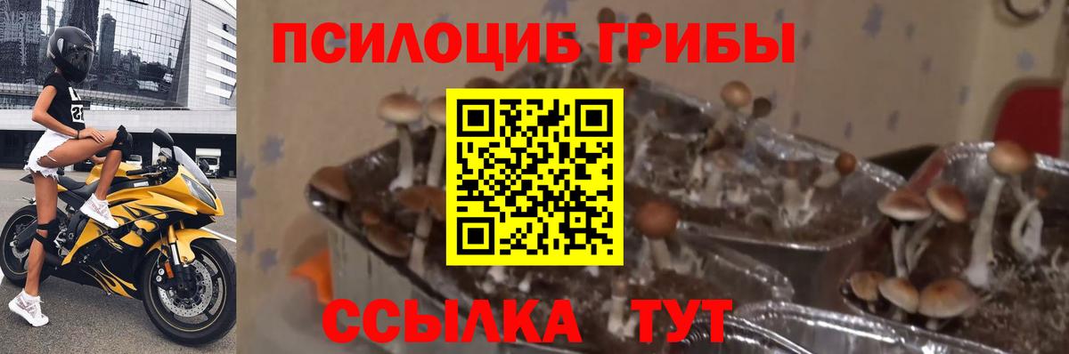 Галлюциногенные грибы Psilocybe  Вход с VPN  Псилоцибиновые грибы мицелий  Новоалтайск 